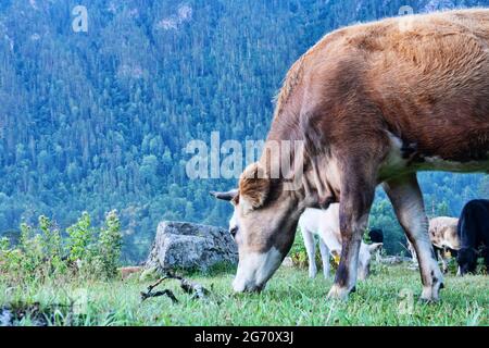 Kaukasische Rinder auf dem Hintergrund der Almen. Porträts von Kühen und Färsen Stockfoto