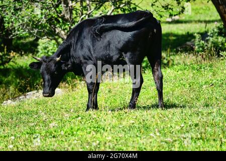 Kaukasische Rinder auf dem Hintergrund der Almen. Porträts von Kühen und Färsen Stockfoto