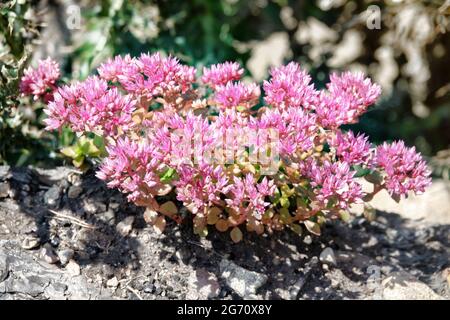 Kaukasischer Steinkropf, zweireihiger Steinkropf (Sedum spurium) auf den Almen an den Felsaufschlüssen. Nordkaukasus. 2500 m ü. D. M. Angestammte Plantspro Stockfoto