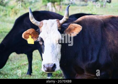 Kaukasische Rinder auf dem Hintergrund der Almen. Porträts von Kühen und Färsen Stockfoto