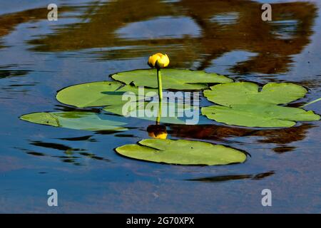 Lily Pads mit gelben Blüten 'Nuphar lutea', wächst in einem flachen Teich Stockfoto