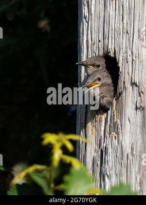 Zwei kleine europäische Stare (Sturnus vulgaris), die in einem toten Baumstamm aus ihrem Nest spässen, warten darauf, dass ihre Eltern mit Nahrung zurückkehren Stockfoto