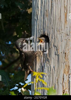 Europäischer Starling (Sturnus vulgaris) füttert sein Baby mit Blaubeeren (Küken) Stockfoto