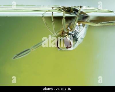 Nahaufnahme eines wassertauchenden Rückenschwimmers (Notonecta undulata), der kopfüber unter der Wasseroberfläche ruht Stockfoto