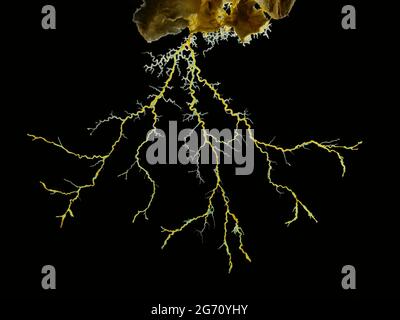 Nahaufnahme einer gelben Schleimpilze oder Schleimpilze (Physarum polycephhalum), die ein röhrenförmiges Netzwerk aus protoplasmatischen Strängen auf der Suche nach Nahrung bildet. Zurück Stockfoto