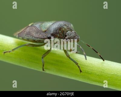 Nahaufnahme eines grünen burgunderroten Stinkwanzes (Banasa dimidiata), der auf einem Pflanzenstamm läuft Stockfoto