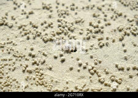 Kambodscha Sihanoukville - Kampong Som - Ou Chheuteal Beach Shore Crab Stockfoto