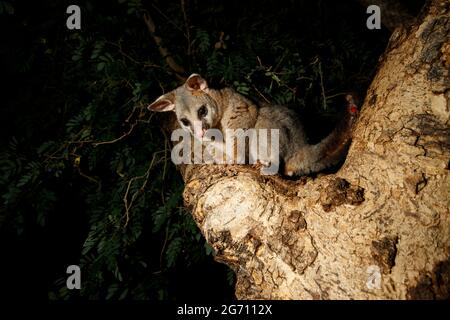 Gewöhnlicher Reisigsschwanz Possum (Trichosurus vulpecula) Charleville, Queensland, Australien Stockfoto