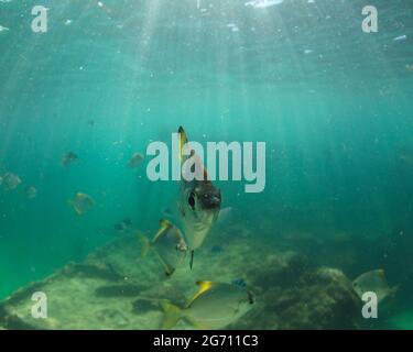 Diamantfisch oder Butterbrasse (Monodactylus argenteus) Künstliche Riffe vor Moreton Island, Queensland, Australien Stockfoto