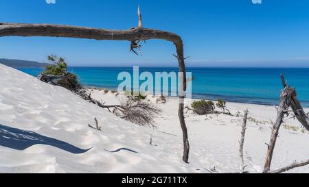 Die wunderschönen weißen Sanddünen von Porto Pino auf Sardinien, Italien. Wilde und unbelastete Umwelt. Touristenziel. Wunder der Natur Stockfoto