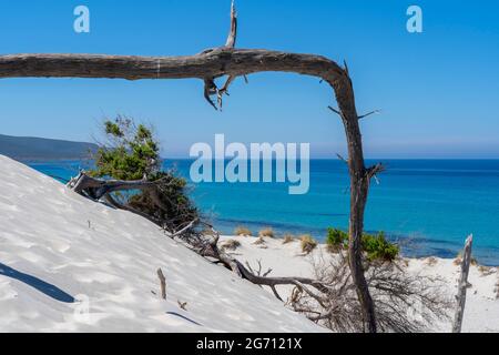 Die wunderschönen weißen Sanddünen von Porto Pino auf Sardinien, Italien. Wilde und unbelastete Umwelt. Touristenziel. Wunder der Natur Stockfoto