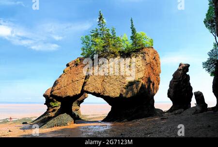 Die Hopewell Rocks in New Brunswick, an der Bay of Fundy, an einem sonnigen Tag mit blauem Himmel, während die Flut auf Kanadas Ostküste ist. Stockfoto