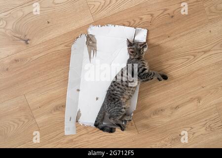 Grau gestromte Kätzchen legen sich in zerrissenen Pappkartons auf den Boden. Lustige Katze spielen zu Hause. Entspannt in einer Kiste auf dem Boden schlafen. Blick von oben, Holzfußboden Stockfoto