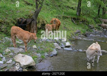 Kälber in einer Weide in den Pyrenäen in der Nähe von Barlovento in Katalonien, Spanien Stockfoto