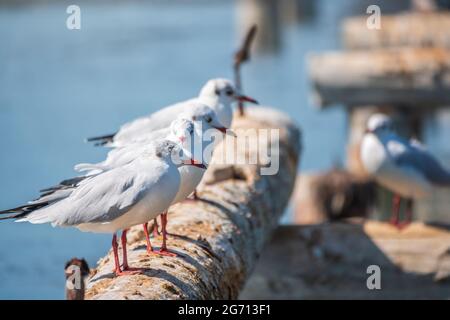 Eine Reihe von Möwen liegt auf einem alten Seebrücke. Möwen ruhen auf dem Wellenbrecher. Die europäische Heringsmöwe, Larus argentatus Stockfoto