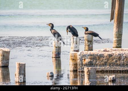 Eine Schar Kormorane sitzt auf einem alten Seebrücke. Der große Kormoran, Phalacrocorax carbo, bekannt als der große schwarze Kormoran oder der schwarze Shag. Stockfoto