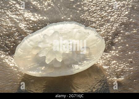 Rhopilema nomadica Quallen an der Mittelmeerküste. Vermikuläre Filamente mit giftigen Stichzellen können schmerzhafte Verletzungen bei Menschen verursachen. Stockfoto