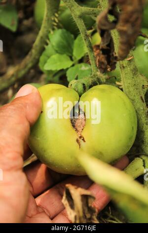 Wurm gegessen Tomate im Garten Stockfoto