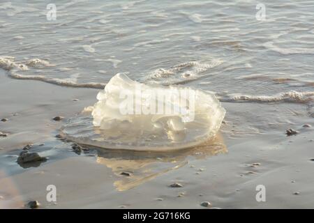 Rhopilema nomadica Quallen an der Mittelmeerküste. Vermikuläre Filamente mit giftigen Stichzellen können schmerzhafte Verletzungen bei Menschen verursachen. Stockfoto