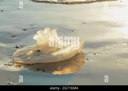 Rhopilema nomadica Quallen an der Mittelmeerküste. Vermikuläre Filamente mit giftigen Stichzellen können schmerzhafte Verletzungen bei Menschen verursachen. Stockfoto