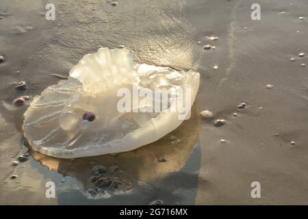 Rhopilema nomadica Quallen an der Mittelmeerküste. Vermikuläre Filamente mit giftigen Stichzellen können schmerzhafte Verletzungen bei Menschen verursachen. Stockfoto