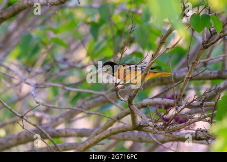 Der männliche Baltimore Oriole thronte in einem Baum, als die grünen Blätter im Frühjahr zu erscheinen beginnen. Stockfoto