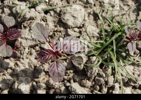 Amaranthus gangeticus Pflanze in der Landwirtschaft Feld, Ernte Stockfoto