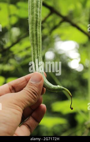 Eine Hand berührt eine frische Schlange Kürbis auf Pflanze im Garten, Landwirtschaft Konzept Stockfoto