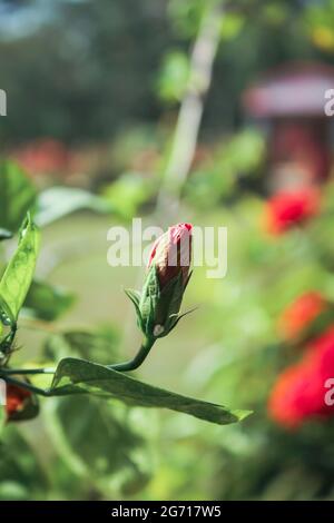 Chinesische Hibiskusblüte im Freien Stockfoto