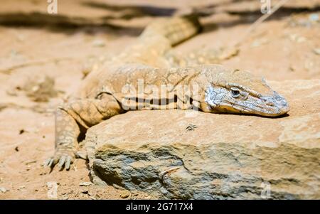 Eine große Warane, die auf einem Felsen ruht Stockfoto