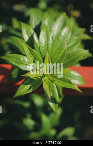 Bangladeschische Gartenpflanze Stockfoto