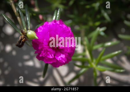 Im Garten blüht die Moosrose purlane Stockfoto