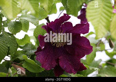 Nahaufnahme einer blühenden Clematis-Blume im Garten Stockfoto