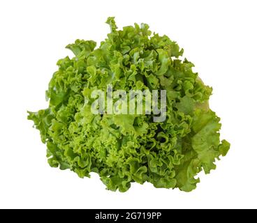 Frischer grüner Salat isoliert auf weißem Hintergrund. Beschneidungspfad Für Salate Stockfoto