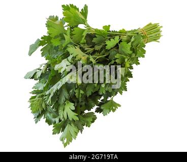 Frische Petersilie auf weißem Hintergrund isoliert. Pfad Zum Beschneiden Von Petersilie Stockfoto