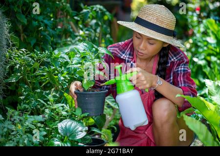 Junge asiatische Frau, die in einem kleinen Gartengeschäft für Pflanzen sorgt. Hält eine weiße Hortensienpflanze, die Blumentöpfe gießt. Sitzen auf den Knien im Gehweg Stockfoto