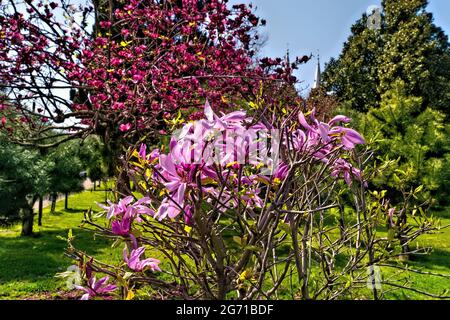 Batumi, Georgia - 7. April 2021: Blumen im Park im Frühling Stockfoto