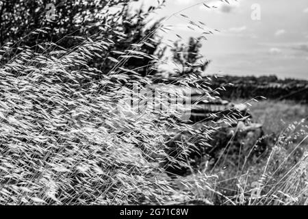 Graustufen-Aufnahme von Wildpflanzen auf einer Wiese Stockfoto