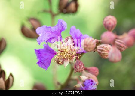 Lagerstroemia Speciosa blüht auf den Philippinen. Stockfoto