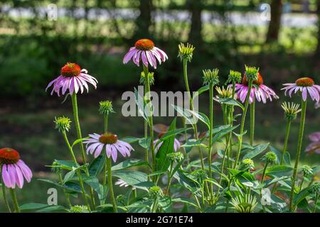 Dieses Bild zeigt eine Nahaufnahme der Texturlandschaft eines Schmetterlingsgartens mit violetten Koneblümchen in verschiedenen Blütephasen. Stockfoto