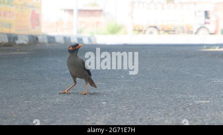 Nahaufnahme eines Schwarzbank-Myna-Vogels, der auf der Straße steht Stockfoto