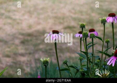 Dieses Bild zeigt eine Nahaufnahme der Texturlandschaft eines Schmetterlingsgartens mit violetten Koneblümchen in verschiedenen Blütephasen. Stockfoto