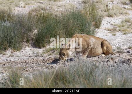 Löwin (Panthera leo), erwachsenes Weibchen am Wasserloch, trinkt aus einer Pfütze, Etosha National Park, Namibia, Afrika Stockfoto