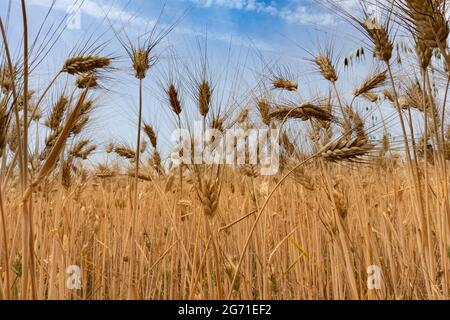 Reifer Gerstenanbau und Landstraße mit Bäumen, Parma, Italien Stockfoto