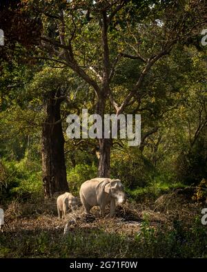Wilde asiatische Elefant, die Asche mit ihrem Kalb frisst, nach kontrolliertem Waldbrand in natürlichem Grün in der dhikala-Zone des jim corbett National Park india Stockfoto