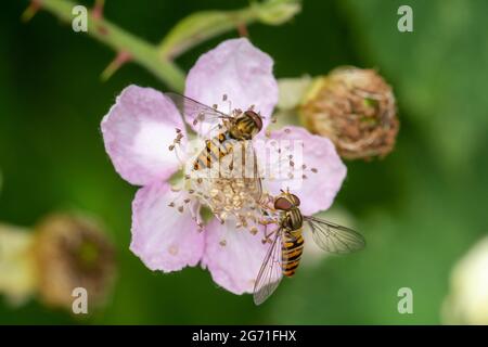 Zwei Marmeladen-Schwebfliegen (Episyrphus balteatus), die sich im Sommer auf Nektar auf einer Bramble-Blume in Großbritannien ernähren Stockfoto