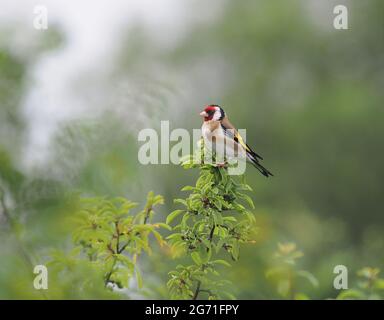 Goldfink auf hohem Barsch, bereit anzurufen, Wales Stockfoto