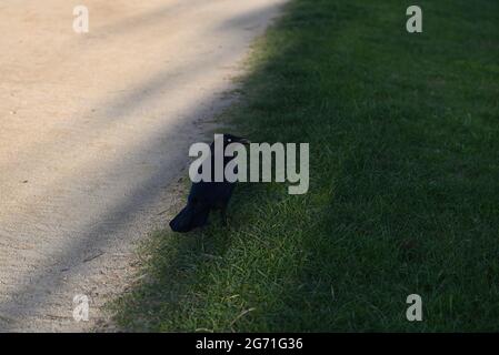 Ein kleiner Rabe auf einem schattigen Grasfleck, neben einem nicht versiegelten Fußweg, der über seine Schulter blickt, mit einem Palmenkern im Schnabel Stockfoto