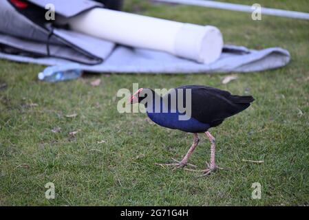 Ein Australasian Swamphen, oder Pukeko, auf einem schattigen Rasen mit Bootszubehör und einer Wasserflasche im Hintergrund Stockfoto