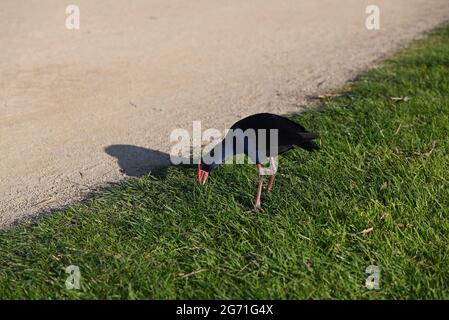 Ein australasiatischer Swamphen oder Pukeko, der sich neben einem Kiesweg in einem Park niederbeugt, um Gras zu fressen Stockfoto